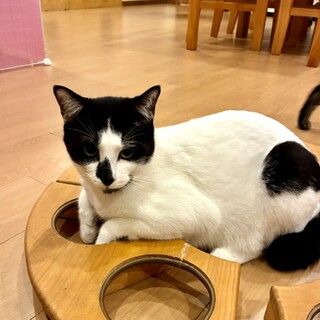 やんちゃ坊主の白黒猫　ロール君
