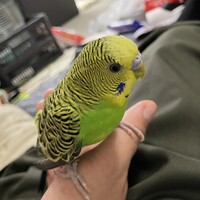 ちゅんちゅん丸