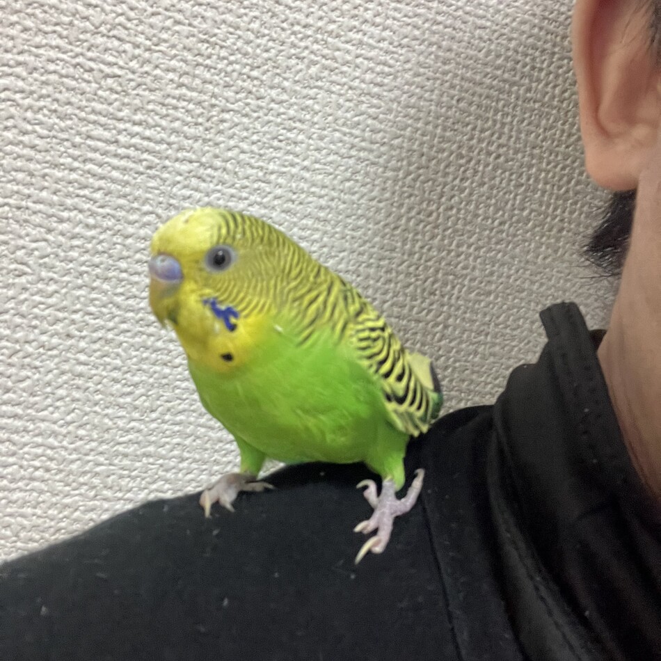 ちゅんちゅん丸のカバー写真