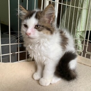 人懐こいもふもふ半長毛ミュトス君