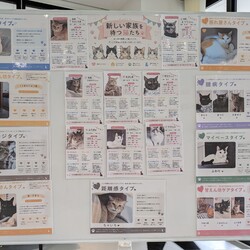 6月譲渡会のご報告と、ちゃたん君の治療継続について