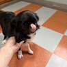 狆　女の子　あんずちゃん　4歳 サムネイル2