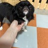 狆　女の子　あんずちゃん　4歳 サムネイル4