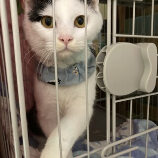 白血病子猫♂人懐こい/元気でよく遊ぶヒロくん 
