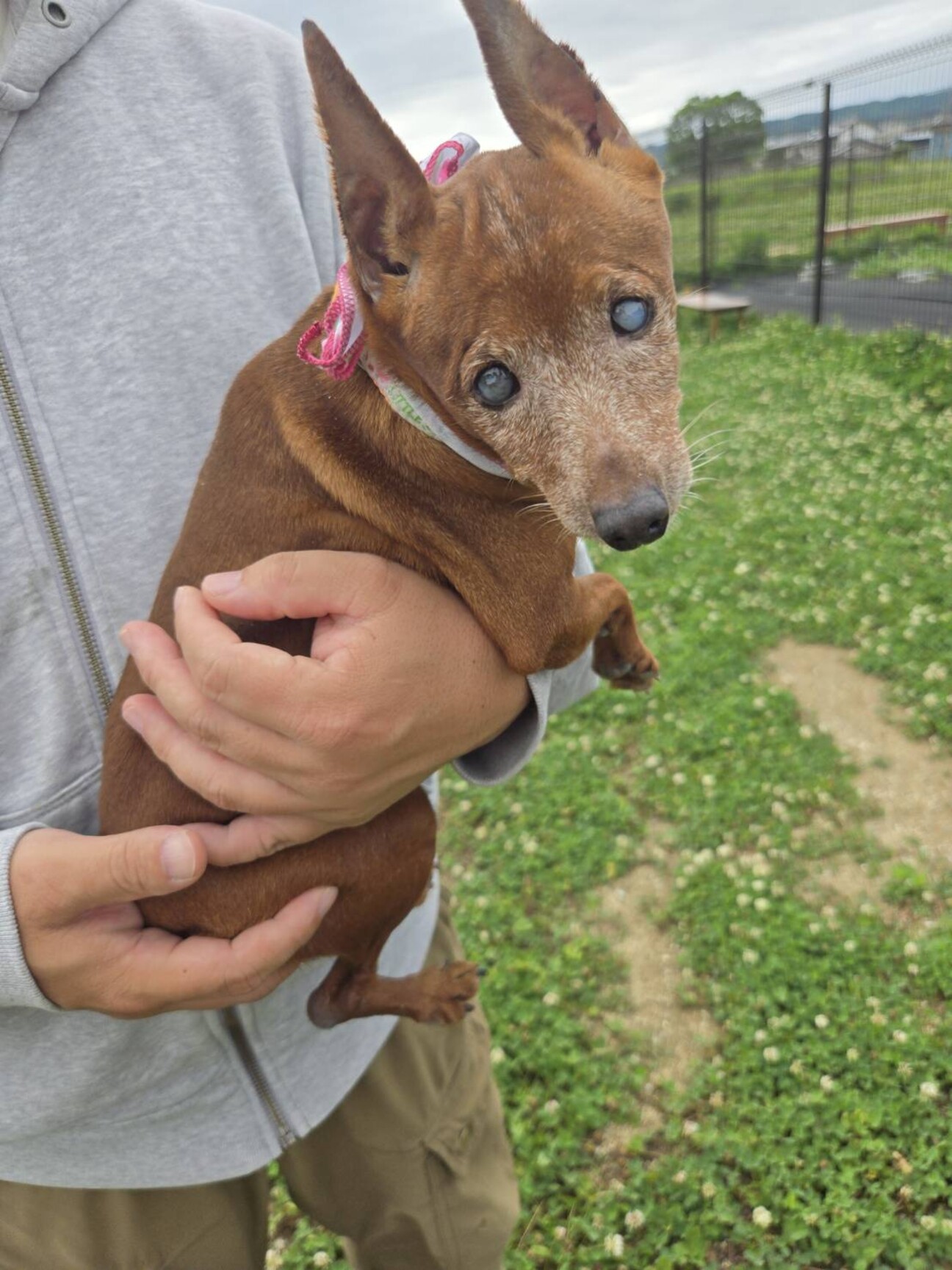 シニアのミニピンのルポちゃん」奈良県 - 犬の里親募集(542422