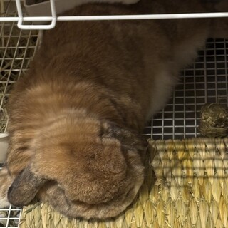 この子の里親募集してます。