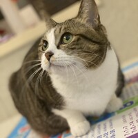 テト