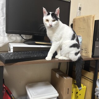 甘え上手な白黒猫♡モンちゃん♡