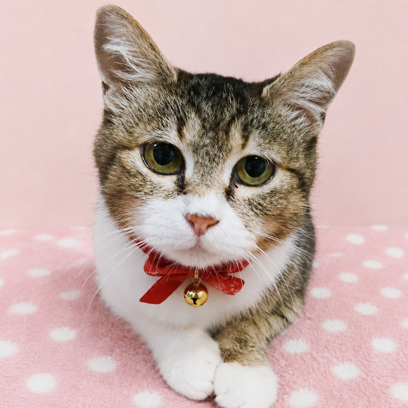 里親様募集♡送料込み。アプリコットちゃん。トップノット。 抱っこOK♪おっとり甘え」東京都 - 猫の里親募集(542426) 1枚目の