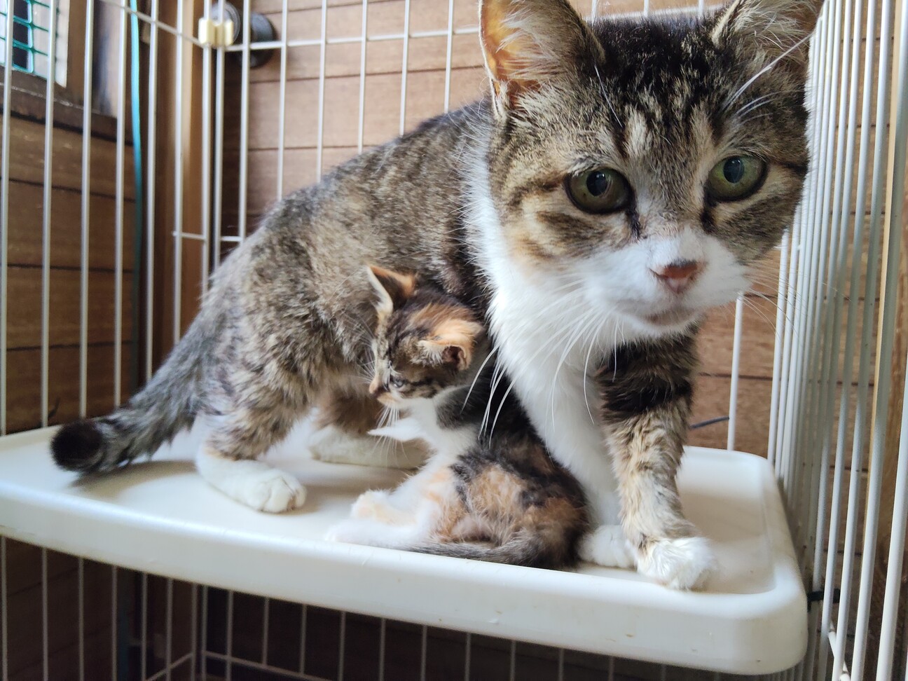 抱っこOK♪おっとり甘え」東京都 - 猫の里親募集(542426) 3枚目の