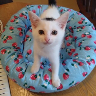 頭の柄がかわいいマルちゃん