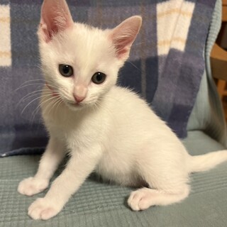 頭にちょこっと柄の寂しがりやさん❤️さくら