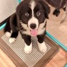 里親募集です。 サムネイル2