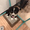 里親募集です。 サムネイル3