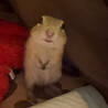 つねぱ