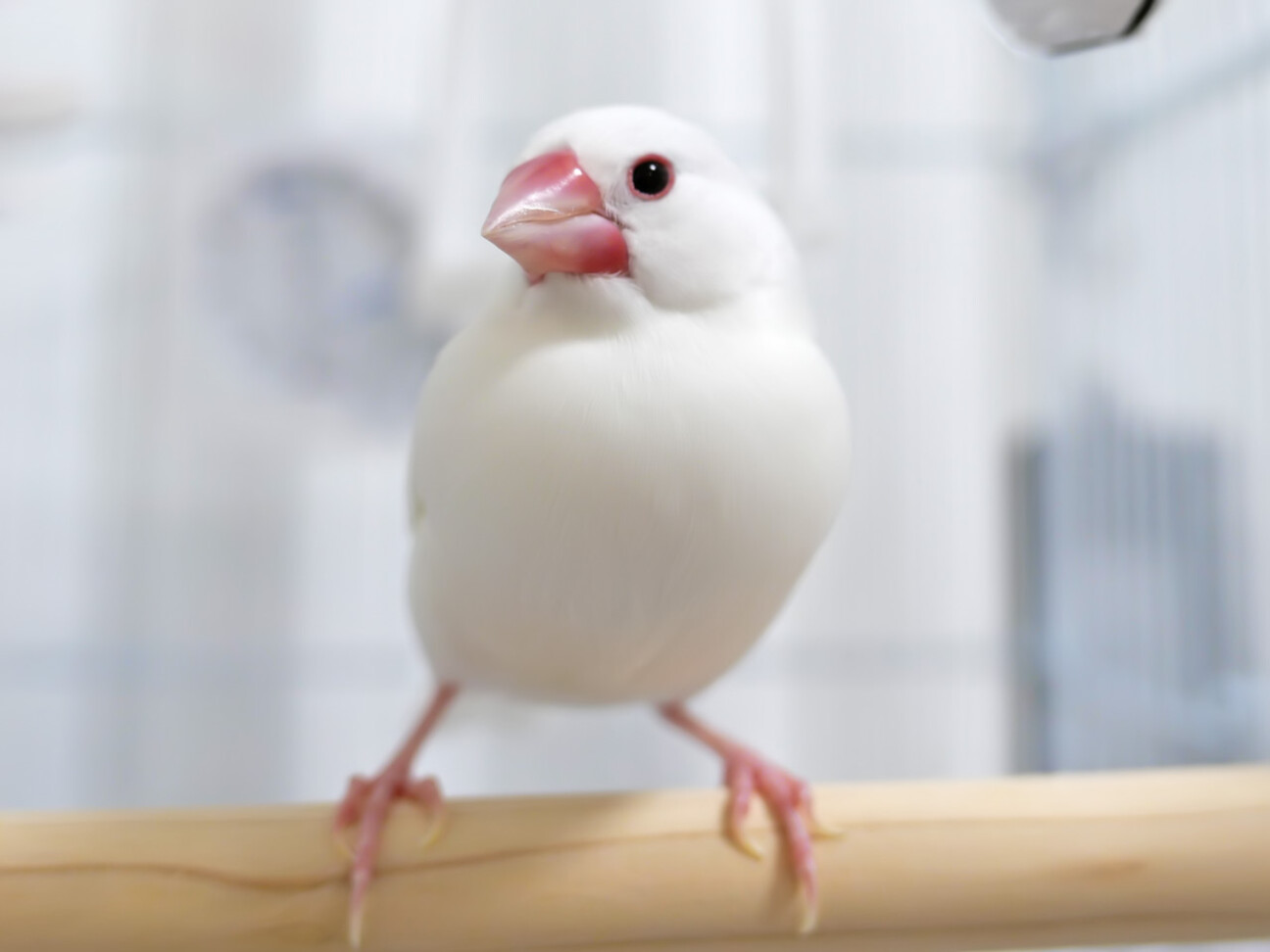白文鳥の家族 生後5ヶ月ベタ慣れ白文鳥」北海道 - 鳥の里親募集(541131) :: ペットの