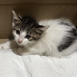 子猫を保護しました