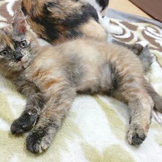 3/20生まれのビビリなサビ猫ちゃん(メス)