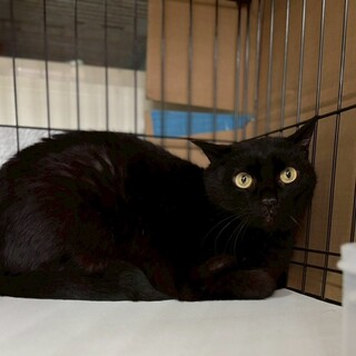 人馴れ頑張り中黒猫ゆうなちゃん