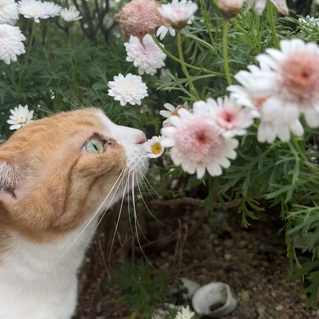 ハイネのカバー写真