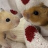 ハムマニア3