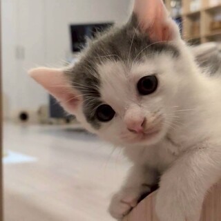 一番甘えん坊♡白グレー♡ピックくん