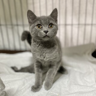 マンチカンの男の子！