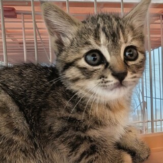 兄妹の中で一番のビビリかも♡ちまきちゃん