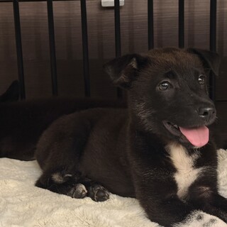 ◆元野犬兄弟◆幸丸♡里親さん募集です。
