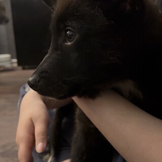 ◆元野犬兄弟◆福丸♡里親さん募集です。