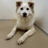 真っ白イケワンの【キンプリ】君 サムネイル2