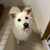 真っ白イケワンの【キンプリ】君 サムネイル3