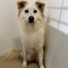 真っ白イケワンの【キンプリ】君 サムネイル5