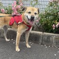 たれ耳で笑顔がとっても可愛い【純平】君