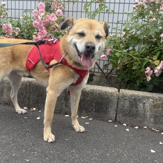 たれ耳で笑顔がとっても可愛い【純平】君