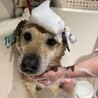 たれ耳で笑顔がとっても可愛い【純平】君 サムネイル3