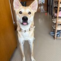 人が大好きな甘えっ子【皐月(さつき)】ちゃん♪