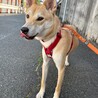 人が大好きな甘えっ子【皐月(さつき)】ちゃん♪ サムネイル2