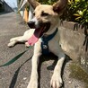 甘えん坊で笑顔が可愛い【みっきぃ】くん♪