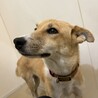 キツネ風のお顔の甘えっ子【奇跡(きせき)】ちゃん♪ サムネイル2