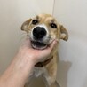 キツネ風のお顔の甘えっ子【奇跡(きせき)】ちゃん♪ サムネイル3