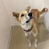 キツネ風のお顔の甘えっ子【奇跡(きせき)】ちゃん♪ サムネイル4