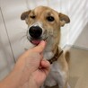キツネ風のお顔の甘えっ子【奇跡(きせき)】ちゃん♪ サムネイル5