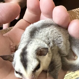 フクロモモンガ家族 里親募集