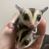 フクロモモンガ家族 里親募集 サムネイル2