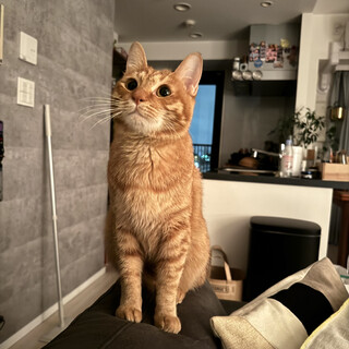 初対面でもすりすり♪ 人懐っこい猫ちゃんの里親募集
