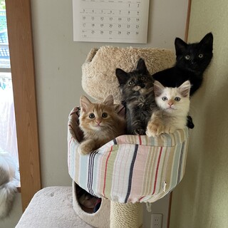 かわいいいつつごの里親さま募集