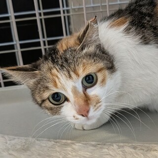 何度も出産を繰り返してたミケ♡みなづき