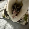 もりらん