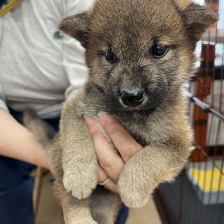 柴犬のパピー　可愛いマズルの蓮くん